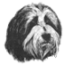 The Southern Counties Bearded Collie Club